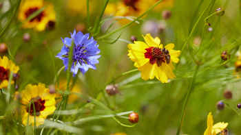Golden tickseed and Cornflower blue.jpg